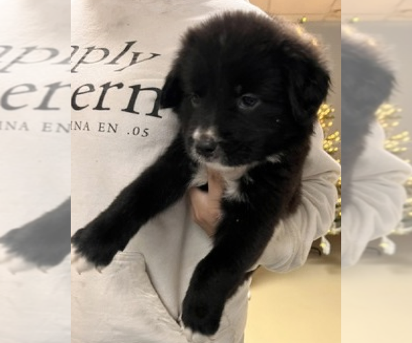 Medium Photo #2 Labrador Retriever Puppy For Sale in garner, NC, USA