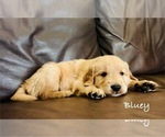 Puppy Bluey Golden Retriever