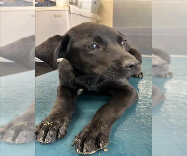 Medium Photo #1 Labrador Retriever Puppy For Sale in Mobile, AL, USA