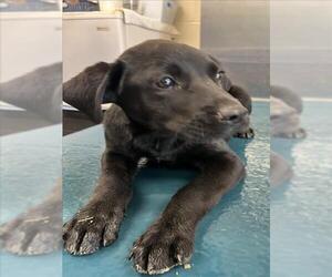 Labrador Retriever Dogs for adoption in Mobile, AL, USA