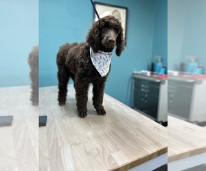 Poodle (Standard) Puppy for sale in TYLER, TX, USA