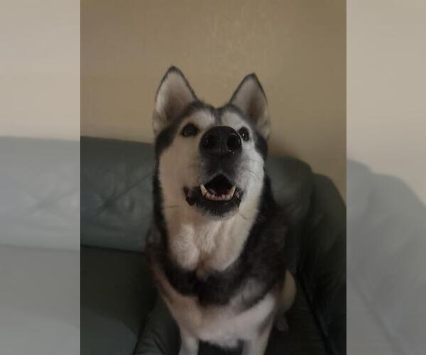 Medium Photo #1 Siberian Husky-Unknown Mix Puppy For Sale in San Antonio, TX, USA