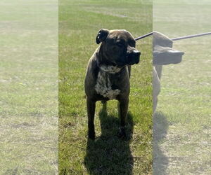 American Pit Bull Terrier-Unknown Mix Dogs for adoption in Pryor, OK, USA