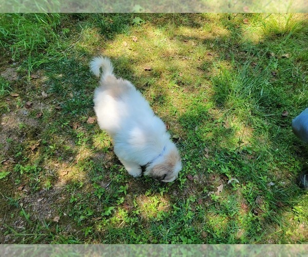 Medium Photo #3 Great Pyrenees Puppy For Sale in LA PLATA, MD, USA