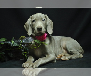 Weimaraner Puppy for Sale in BREMEN, Georgia USA