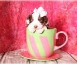 Small Photo #1 Australian Shepherd Puppy For Sale in RICHLAND, MO, USA