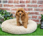 Small #13 Cavapoo (Miniature)