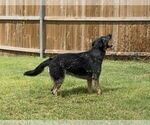 Small #2 German Shepherd Dog Mix