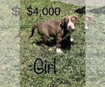 Small Photo #6 American Bully Puppy For Sale in BEECH GROVE, IN, USA