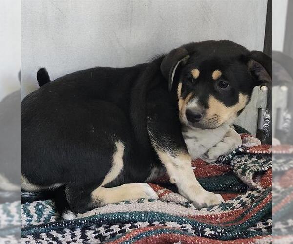 Medium Photo #1 American Staffordshire Terrier-Labrador Retriever Mix Puppy For Sale in San Antonio, TX, USA