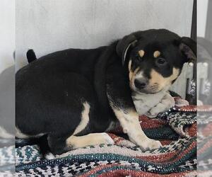 American Staffordshire Terrier-Labrador Retriever Mix Dogs for adoption in San Antonio, TX, USA