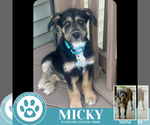 Small Scottish Deerhound Mix