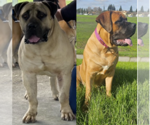 Boerboel Litter for sale in SACRAMENTO, CA, USA