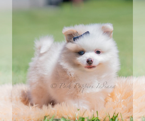 Medium Pomeranian