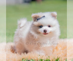 Puppy Fizzle Pomeranian