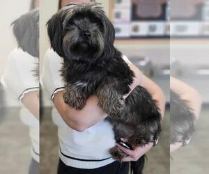Australian Terrier-Unknown Mix Dogs for adoption in Rockwall, TX, USA