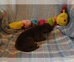 Small #15 Great Dane