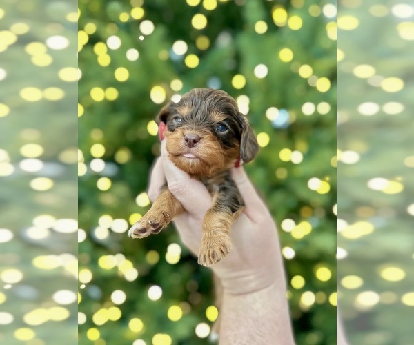 Medium Photo #2 Cavalier King Charles Spaniel Puppy For Sale in JACKSON, OH, USA