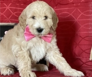 Goldendoodle Puppy for sale in LANCASTER, PA, USA