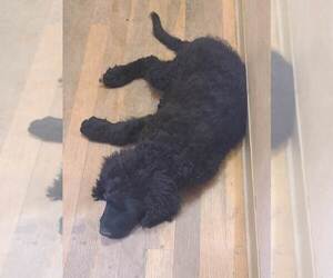 Bernedoodle Puppy for sale in PAONIA, CO, USA