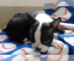 Small #5 Boston Terrier