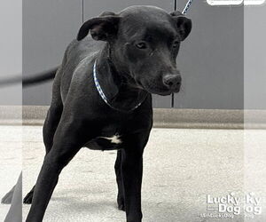Labrador Retriever-Unknown Mix Dogs for adoption in Washington, DC, USA