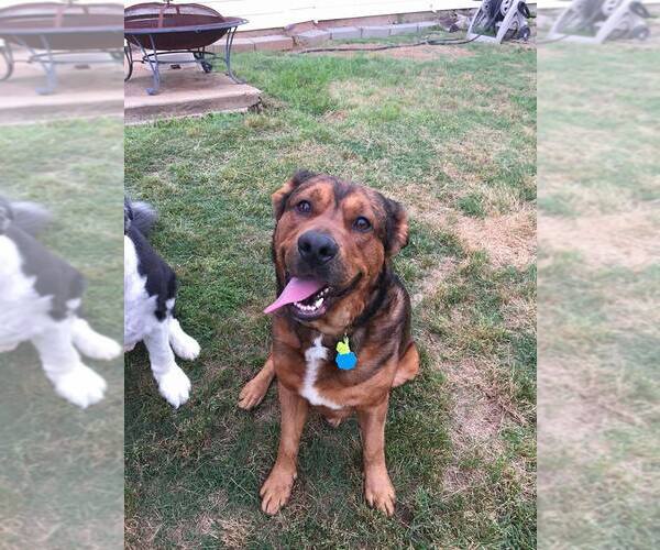 Medium Photo #13 American Staffordshire Terrier Puppy For Sale in Westminster, MD, USA