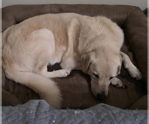 Medium Photo #2 Labrador Retriever Puppy For Sale in Thomasville, NC, USA