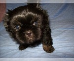 Small #1 Shih Tzu