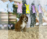 Small Photo #3 Cavapoo Puppy For Sale in ROANOKE, IL, USA