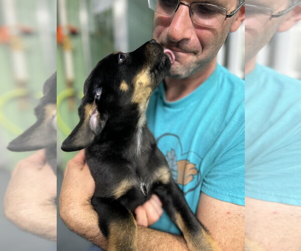Medium Photo #3 Mutt Puppy For Sale in Elmsford, NY, USA