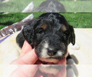 Bernedoodle Puppy for sale in BIG ROCK, IL, USA