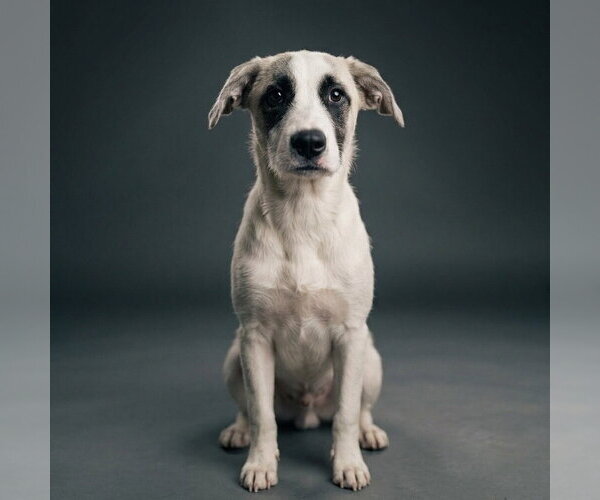 Medium Photo #1 Great Pyrenees-Unknown Mix Puppy For Sale in Vail, AZ, USA