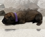 Puppy 3 Belgian Malinois