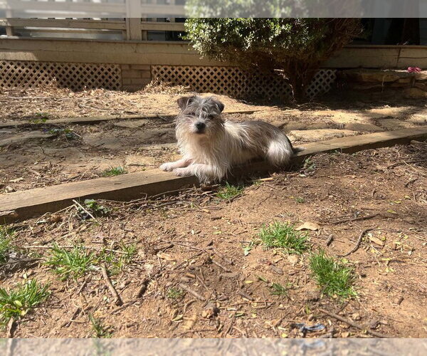 Medium Photo #3 Mutt Puppy For Sale in Candler, NC, USA