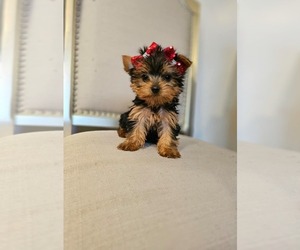 Yorkshire Terrier Puppy for sale in INDIANAPOLIS, IN, USA