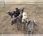 Small #14 Irish Wolfhound