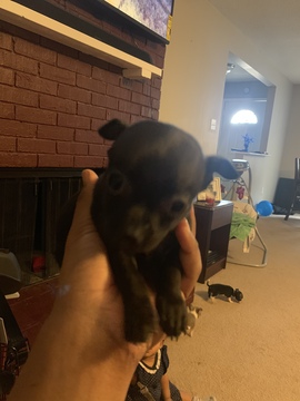 Medium Photo #10 Chihuahua Puppy For Sale in MEMPHIS, TN, USA