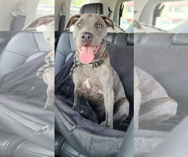 Medium Photo #7 American Pit Bull Terrier-German Shepherd Dog Mix Puppy For Sale in Tampa, FL, USA