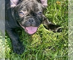 Small Photo #12 French Bulldog Puppy For Sale in SALINAS, CA, USA
