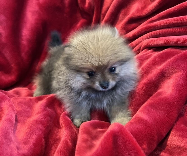 Medium Photo #10 Pomeranian Puppy For Sale in SNOHOMISH, WA, USA