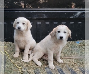 Anatolian Shepherd-Great Pyrenees Mix Puppy for sale in RIVERSIDE, CA, USA