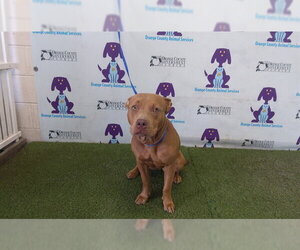 Mutt Dogs for adoption in Orlando, FL, USA