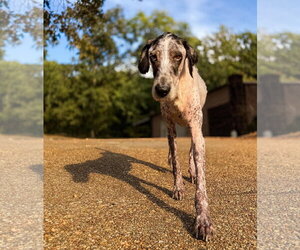 Great Dane-Poodle (Standard) Mix Dogs for adoption in Stratham, NH, USA