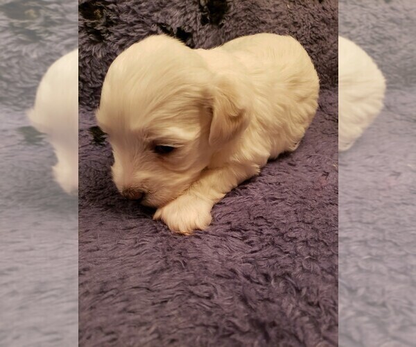 Medium Photo #6 Coton de Tulear Puppy For Sale in DEATSVILLE, AL, USA