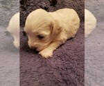 Small Photo #6 Coton de Tulear Puppy For Sale in DEATSVILLE, AL, USA