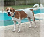 Small #2 Beagle Mix