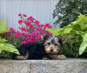 Yorkshire Terrier Puppy for sale in CANOGA, NY, USA
