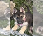 Puppy 2 German Shepherd Dog-Siberian Husky Mix