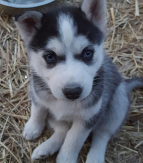 Siberian Husky Puppy for sale in CENTERBURG, OH, USA